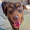 Thumbnail photo of Dobbie #1