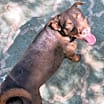 Thumbnail photo of Dobbie #3