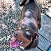 Thumbnail photo of Dobbie #4