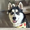 Thumbnail photo of Kash #1