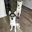 Thumbnail photo of Kash #3