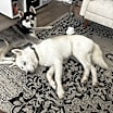 Thumbnail photo of Kash #4