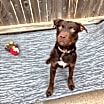Thumbnail photo of Goose #1