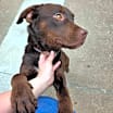 Thumbnail photo of Goose #2