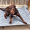 Thumbnail photo of Goose #3