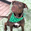 Thumbnail photo of Goose #4