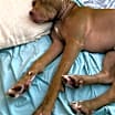 Thumbnail photo of Caesar #4