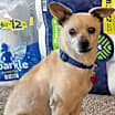 Thumbnail photo of Furley #1