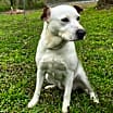 Thumbnail photo of Bailey #1