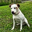Thumbnail photo of Bailey #2