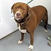 Thumbnail photo of Coco #3