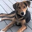 Thumbnail photo of Rascal #1