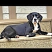 Thumbnail photo of Mochi #1