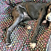 Thumbnail photo of Mochi #2
