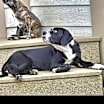 Thumbnail photo of Mochi #3