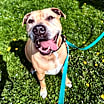Thumbnail photo of Sampson #1