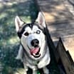 Thumbnail photo of Mylo #1