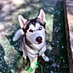 Thumbnail photo of Mylo #2