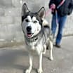 Thumbnail photo of Mylo #3