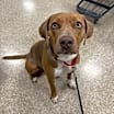 Thumbnail photo of Roxy  #1