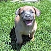 Thumbnail photo of Millie #1