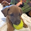 Thumbnail photo of Millie #3