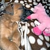 Thumbnail photo of Millie #4