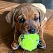 Thumbnail photo of Janie #2