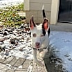Thumbnail photo of Ivy #4