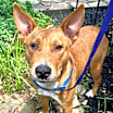 Thumbnail photo of Skippy #1