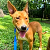 Thumbnail photo of Skippy #2