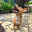 Thumbnail photo of Skippy #3