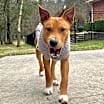 Thumbnail photo of Skippy #4
