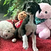 Thumbnail photo of Pita #1
