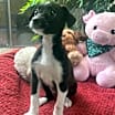 Thumbnail photo of Pita #2
