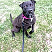 Thumbnail photo of Harper #3