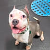 Thumbnail photo of Bella #1