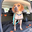 Thumbnail photo of Moose #1