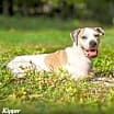 Thumbnail photo of Kipper #1