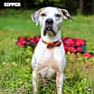 Thumbnail photo of Kipper #2