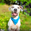 Thumbnail photo of Kipper #3