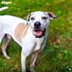 Thumbnail photo of Kipper #4