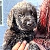Thumbnail photo of Woody #1
