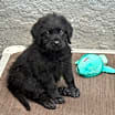 Thumbnail photo of Woody #2