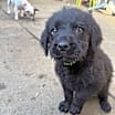 Thumbnail photo of Woody #3