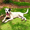 Thumbnail photo of PETEY #2