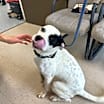 Thumbnail photo of PETEY #4