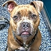 Thumbnail photo of Charlie #4