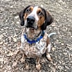 Thumbnail photo of Beau #1