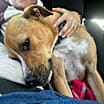 Thumbnail photo of Finn #2